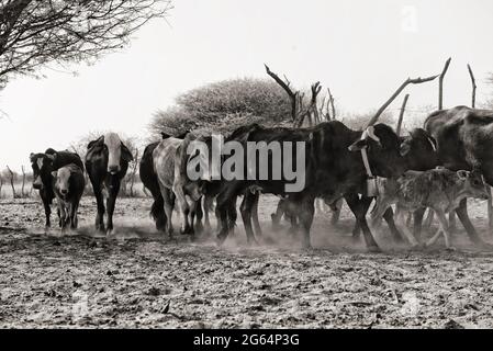 Kühe durchstreifen das Dorf. Lentsweletau ist ein Dorf im Distrikt Kweneng in Botswana. Es liegt 60 km nördlich von Gaborone. Die Bevölkerung war 4,916 in der Volkszählung von 2011. Ein großer Prozentsatz der Bevölkerung stammt aus dem Bakwena-Stamm, und seine Hauptstadt heißt Molepolole, ebenfalls im Kweneng-Bezirk. Botswana. Stockfoto