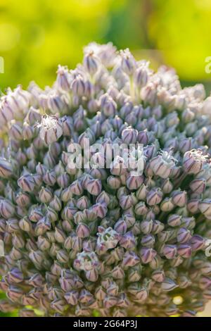 Knoblauchsamen, die Knoblauchblüte. Bouquet von Knoblauchkörnern. Zukünftige Ernte. Kleine Samen. Stockfoto
