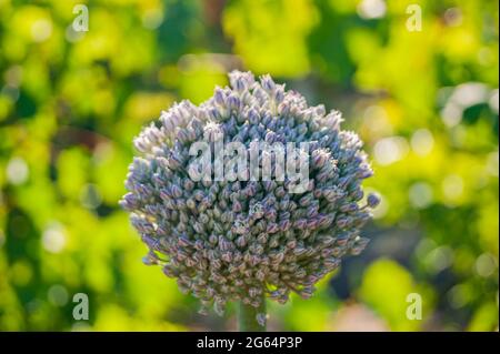 Knoblauchsamen, die Knoblauchblüte. Bouquet von Knoblauchkörnern. Zukünftige Ernte. Kleine Samen. Stockfoto