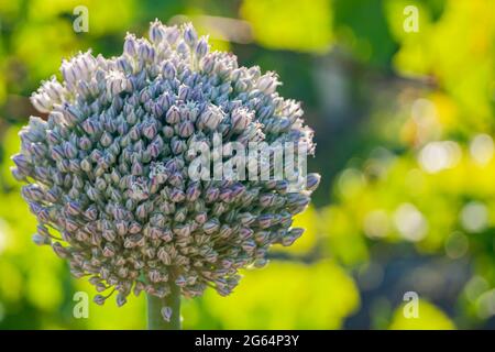 Knoblauchsamen, die Knoblauchblüte. Bouquet von Knoblauchkörnern. Zukünftige Ernte. Kleine Samen. Stockfoto