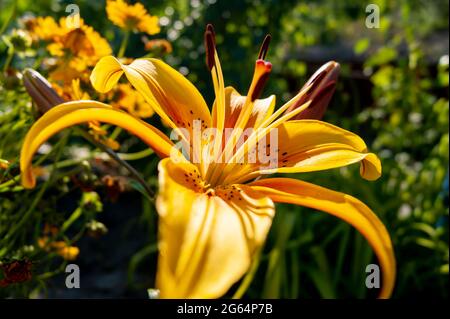 Schöne und leuchtend gelbe Lilie. Legt die Sommerstimmung fest. Eine helle Blume. Natürliche Schönheit. Stockfoto