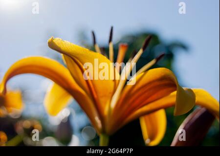 Schöne und leuchtend gelbe Lilie. Legt die Sommerstimmung fest. Eine helle Blume. Natürliche Schönheit. Stockfoto