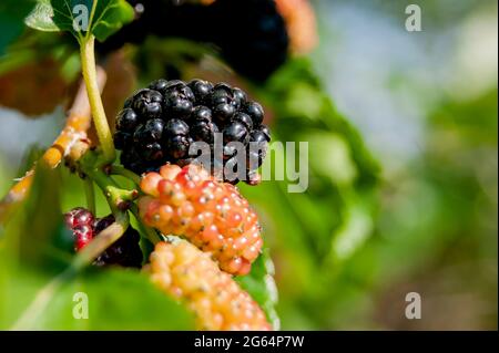 Maulbeerbeeren auf den Zweigen. Die Beeren des Maulbeerbaums. Die Beeren sehen aus wie beängstigende Raupen. Sommerernte. Geschenke der Natur Stockfoto
