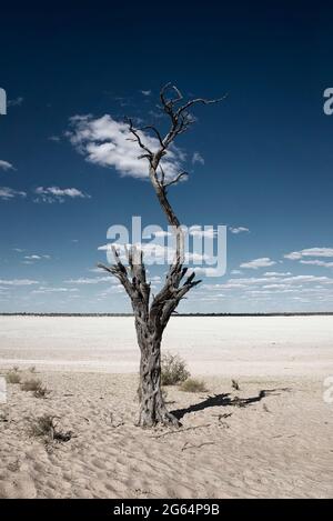 Ein Baum mitten in der Wüste. Die Kalahari-Wüste ist eine große halbaride Sandsavanne im südlichen Afrika, die sich über eine Fläche von 900,000 Quadratkilometern erstreckt und einen Großteil von Botswana sowie Teile Namibias und Südafrikas abdeckt. Stockfoto