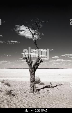 Ein Baum mitten in der Wüste. Die Kalahari-Wüste ist eine große halbaride Sandsavanne im südlichen Afrika, die sich über eine Fläche von 900,000 Quadratkilometern erstreckt und einen Großteil von Botswana sowie Teile Namibias und Südafrikas abdeckt. Stockfoto