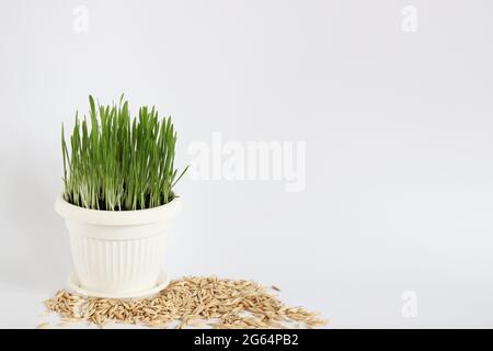 Sprossen in einem Topf mit Haferkörnern um ihn herum. Auf weißem Hintergrund. Speicherplatz kopieren. Stockfoto