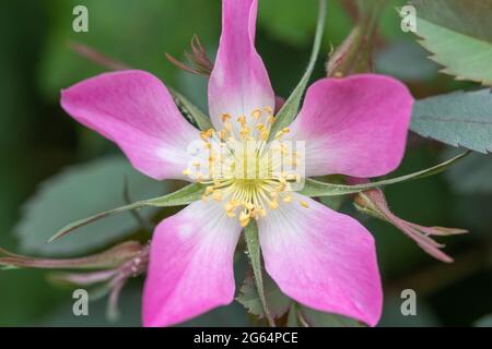 Nahaufnahme einer blühenden, rot-blättrigen Rose (rosa glauca) Stockfoto