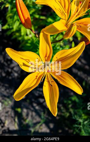Schöne und leuchtend gelbe Lilie. Legt die Sommerstimmung fest. Eine helle Blume. Natürliche Schönheit. Stockfoto