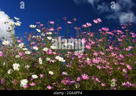 Die kosmischen Blumen blühen im Herbst und schaffen eine wunderschöne Landschaft. Stockfoto