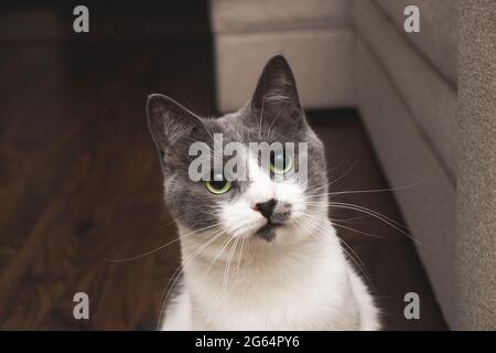 Porträt einer überraschten Katze. Lustige neugierige Katze. Stockfoto