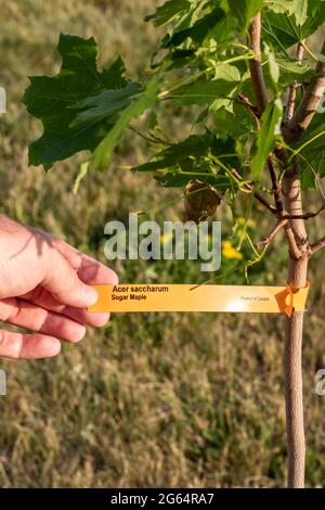 Kaukasischer Mann die Hand hält einen gelben Baum Tag eines neu gepflanzten Zuckerahorn - Acer saccharum. Baumpflanzung Konzept. Stockfoto