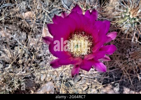 Engelmanns Igelkaktusblüte (Echinocereus engelmannii) entlang des Arizona Trail, Arizona, USA Stockfoto