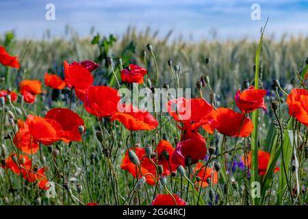 Schöne Vielzahl von Mohnblumen, die bei Sonnenuntergang vor einem Weizenfeld wachsen. Speicherplatz kopieren. Stockfoto