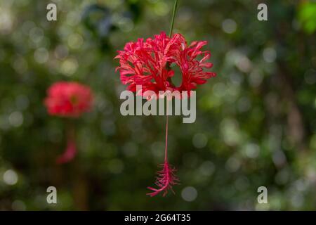 Zwei Fransen Rosemallow Pflanzen, Hibiscus Schizopetalus. Stockfoto