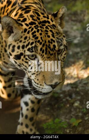 Ein Jaguar Panthera Onca, geht nach vorne. Stockfoto