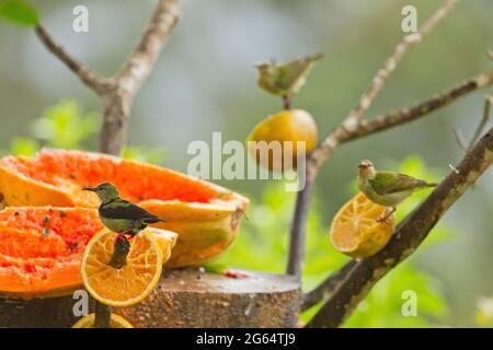 Ein rotbeinige Kleidervogel isst mit zwei Olive-backed Euphonias. Stockfoto