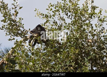 Ein Geoffroy-Klammeraffe, Ateles Geoffroyi, ruht auf einem Ast. Stockfoto