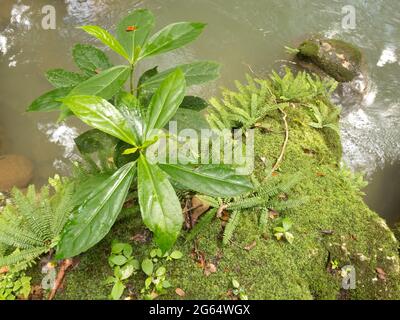 Einige der Vegetation, die in einem tropischen Ökosystem wächst. Stockfoto