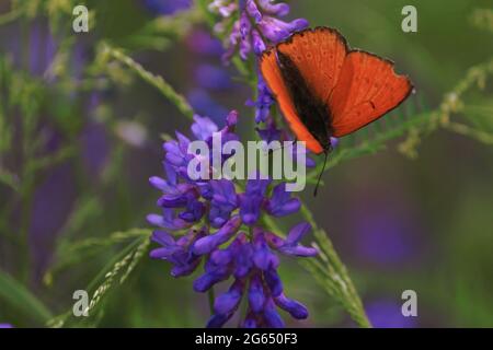 Lycaena virgaureae, knappes Kupfer. Vicia cracca, Kuh-Vetch, Vogel-Vetch. Ein feurig roter kleiner Schmetterling auf einer violetten Blume. Nahaufnahme im Freien. Stockfoto