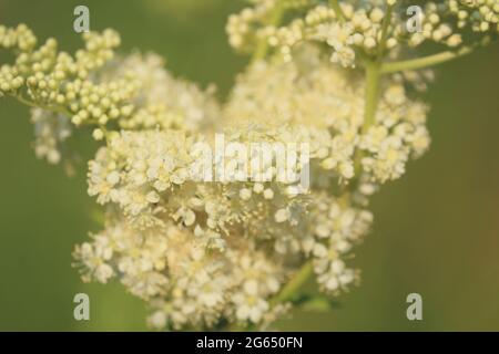 Filipendula ulmaria, Meadowsweet, Königin der Wiese. Weiße Trauben von fleischsüßen Blüten in goldenem Morgenlicht. Stockfoto