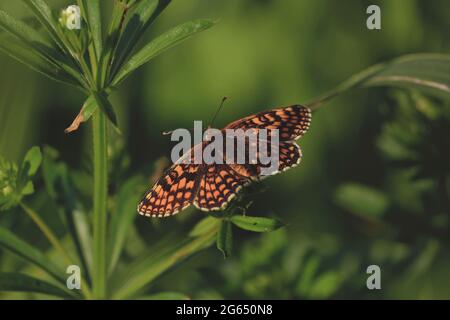 Melitaea diamina, Falsche Heide Fritillary. Nahaufnahme leuchtend orange-brauner Schmetterling sitzt im Sonnenlicht auf grünen Blättern auf der Wiese am Sommermorgen. Stockfoto