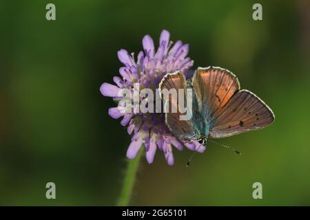 Schmetterlingsblume. Lycaena alciphron, violett geschosstes Kupfer. Ein kupferbrauner Schmetterling mit ausgebreiteten Flügeln sitzt auf einer violetten Blume. Platz für Text. Stockfoto