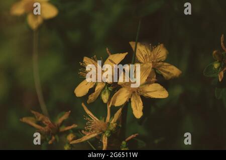 Hypericum perforatum, Johanniskraut, Johanniskraut, Perforate Johanniskraut, Klamath-Unkraut. Goldgelbe Blüten von Johanniskraut aus der Nähe. Stockfoto