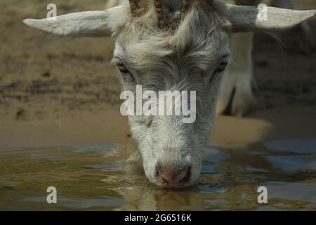 Eine weiße Ziege trinkt an einem heißen Sommertag Wasser in einem Teich. Die Schnauze einer gehörnten weißen Ziege, die aus der Nähe aus einem Teich trinkt. Ländliche Sommerszene. Stockfoto