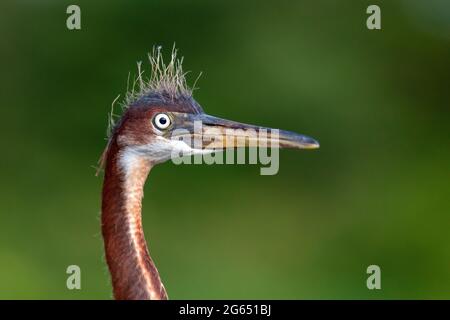 Kopfschuss des Jungreiher mit Trikolore (Egretta tricolor) - Wakodahatchee Wetlands, Delray Beach, Florida, USA Stockfoto