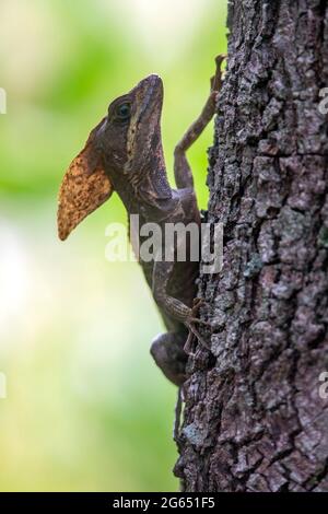 Silhouette des braunen Basilisken (Basiliscus vittatus) - Wakodahatchee Wetlands, Delray Beach, Florida, USA Stockfoto