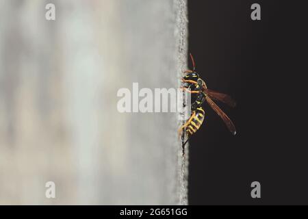 Polistes nimpha, Dominula-Gruppe Papierwespen. Schwarze und gelbe Wespen in Nahaufnahme im Profil auf einer vertikalen hellgrauen Wand aus Holz in Sonnenlicht. Stockfoto