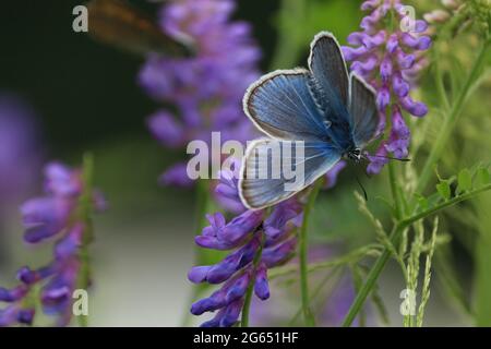 Polyommatus amandus, Amandas Blau. Schmetterling auf Blume. Der blaue Schmetterling sitzt auf der violetten Blume des Vogelgezwitschers und trinkt Nektar. Blau-violetter Hintergrund. Stockfoto