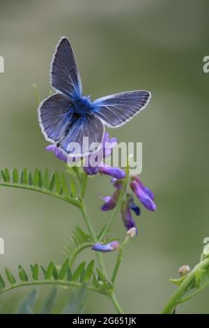 Polyommatus amandus, Amandas Blau. Schmetterling auf Blume. Der blaue Schmetterling sitzt auf der violetten Blume des Vogelgezwitschers und trinkt Nektar. Blau-violetter Hintergrund. Stockfoto