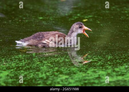 Juvenile Common Moorhen (Gallinula chloropus) - Green Cay Wetlands, Boynton Beach, Florida, USA Stockfoto