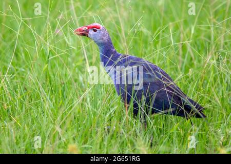 Graukopfswamphen (Porphyrio poliocephalus) - Green Cay Wetlands, Boynton Beach, Florida, USA Stockfoto