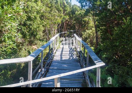 Boardwalk im Chiloe Nationalpark, Chile Stockfoto