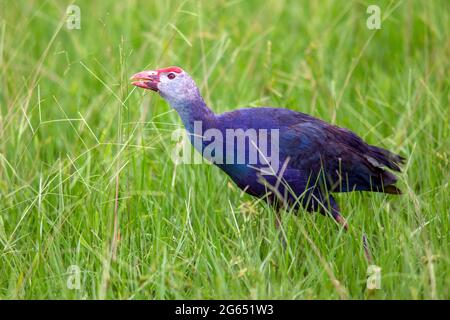 Graukopfswamphen (Porphyrio poliocephalus) - Green Cay Wetlands, Boynton Beach, Florida, USA Stockfoto