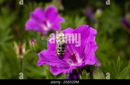 Eine Biene, die von einer violetten Geranienblume wegfliegt - die Blüte ist weit geöffnet wie ein Grammophon Stockfoto