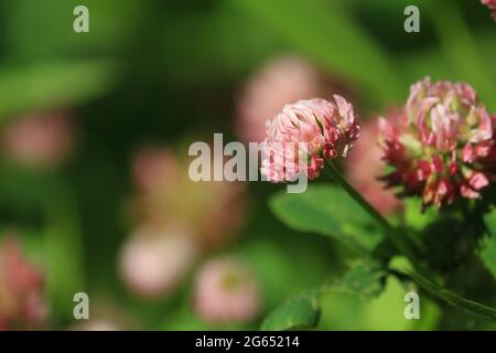 Trifolium-Hybridum, Alsike-Kleeblatt. Hell erleuchteter rosa Kleeblatt auf der Wiese an einem sonnigen Sommermorgen. Rosafarbener natürlicher Hintergrund. Stockfoto