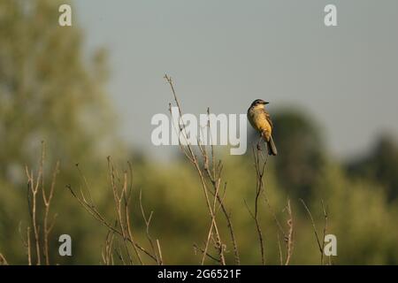 Gelber Wagtail, Motacilla-Flava, Blaukopfwagtail, Westgelber Wagtail. Yellow songbird sitzt an einem Sommerabend auf einer trockenen Pflanze. Stockfoto