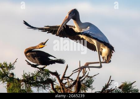 Holzstorch (Mycteria americana), der auf dem Nest landet und von Doppelkäppenkormoranen belästigt wird - Wakodahatchee Wetlands, Delray Beach, Florida, USA Stockfoto