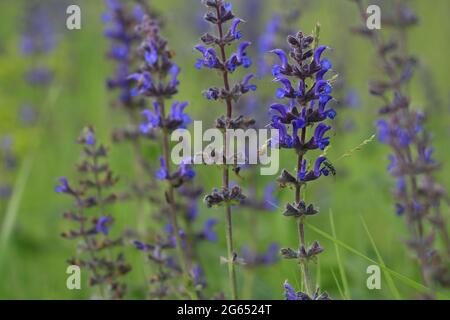 Salvia dumetorum. Blauer Salbei blüht auf der Wiese. Die Wiese blüht mit Salbei. Selektiver Fokus. Blauer Blumenhintergrund. Stockfoto