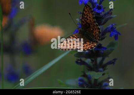 Schmetterling auf einer Blume Nahaufnahme im Freien. Ein orangefarbener und schwarzer Schmetterling trinkt an einem Sommertag Nektar aus einer blauen Blume. Fritillary mit Perlenumrandung. Stockfoto