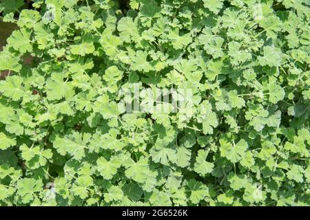 Muskatnuss duftende Geranienkräuter wächst in einem Garten. Es wird auch als Pelargonium fragrans bezeichnet Stockfoto