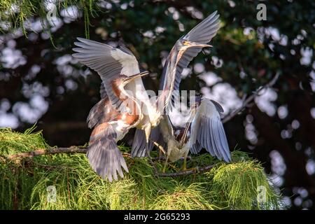 Junge tricolorierte Reiher (Egretta tricolor) bettelten Eltern um Nahrung - Wakodahatchee Wetlands, Delray Beach, Florida, USA Stockfoto