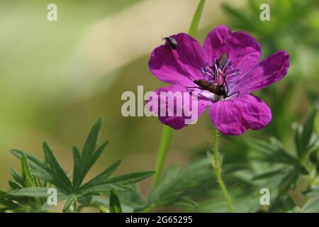 Geranium sanguineum, Blutiger Kranichschnabel. Rosa helle blutige Geranienblüte Nahaufnahme im Freien auf grünem Hintergrund. Speicherplatz kopieren. Stockfoto