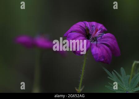 Geranium sanguineum, Blutiger Kranichschnabel. Lila blutige Geranienblüten auf dunkelgrünem Hintergrund. Nahaufnahme. Im Freien. Speicherplatz kopieren. Stockfoto