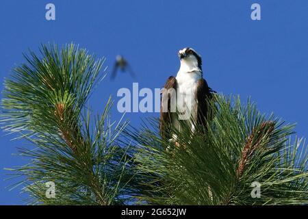 Der westliche Fischadler ist ein großer fischfressender Raptor mit enormer Geschwindigkeit und Vision. Es ist ein schöner Vogel mit eleganten Flugeigenschaften zu beobachten Stockfoto