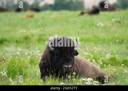 Wenn Sie das Glück haben, in den Nordwesten von Montana zu reisen, nehmen Sie sich bitte Zeit, die beeindruckende National Bison Range in der Nähe von Charlo, Montana, zu erkunden. Stockfoto