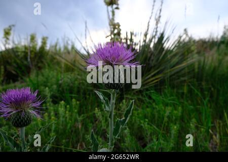 Weidedistel-Pflanze im Matthews Winters Park in Golden Colorado Stockfoto